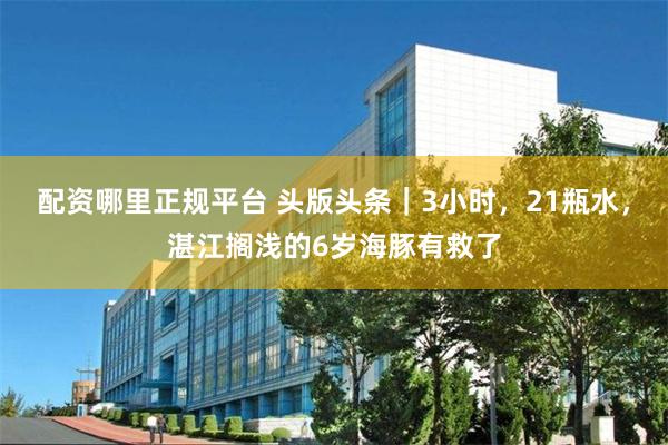 配资哪里正规平台 头版头条｜3小时，21瓶水，湛江搁浅的6岁海豚有救了