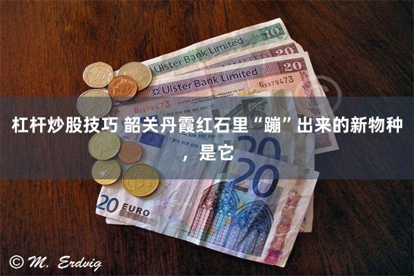杠杆炒股技巧 韶关丹霞红石里“蹦”出来的新物种，是它