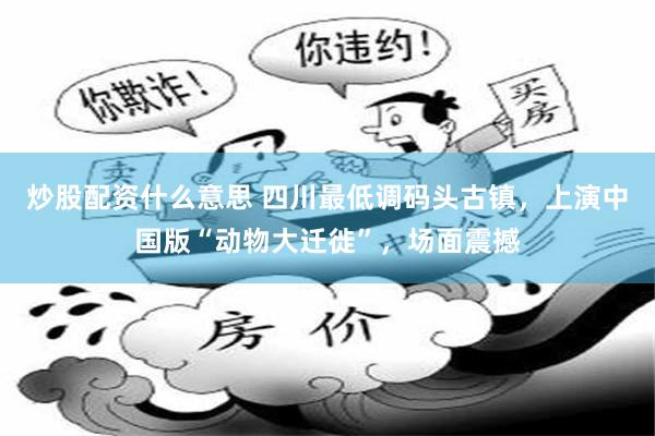 炒股配资什么意思 四川最低调码头古镇，上演中国版“动物大迁徙”，场面震撼